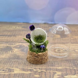 Custom Final Resting Place- Memorial enclosure for jumping spiders. image 8