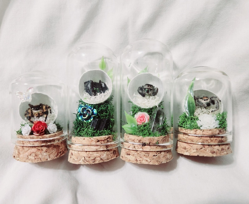 May include: Four glass jars with cork lids, each containing a small spider and a miniature floral arrangement. The jars are arranged in a row on a white surface.