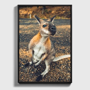 Kangaroo Art | Animal Nursery | Australian Animal Print | Kangaroo Poster | Animal Art | Aboriginal Art | Kookaburra Print | Nursery Print