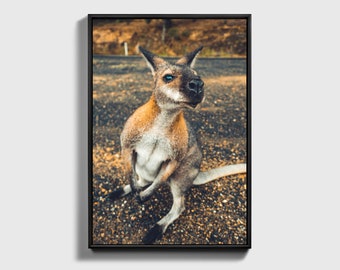Baby Kangaroo Art Print | Australian Animal Nursery Decor