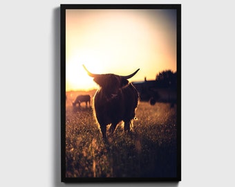 Highland Cattle | Cattle Canvas | Animal Canvas Art | Animal Art | Animal Wall Art | Highland Cow | Cow Canvas Art | Cow | Canvas Wall