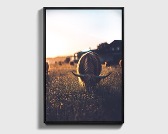 Highland Cattle Canvas Art | Rustic Animal Wall Decor