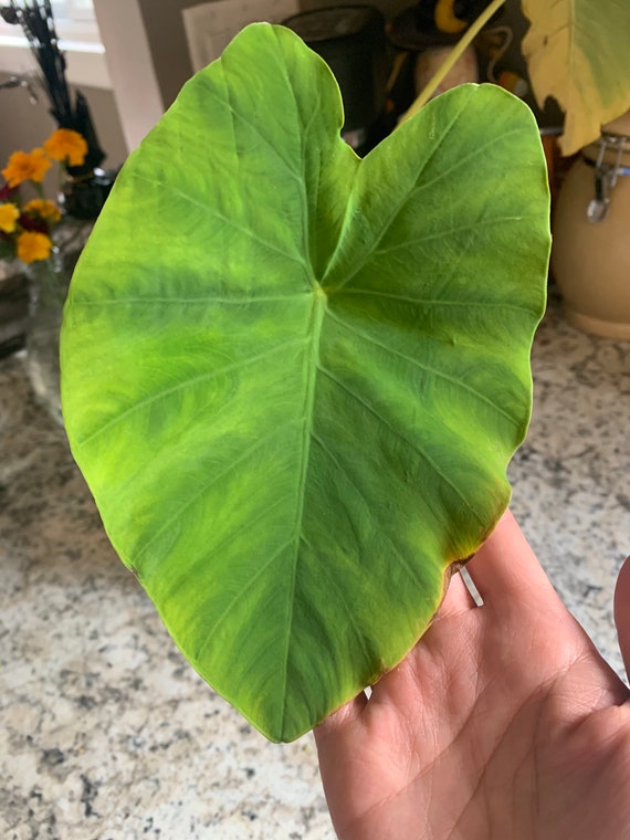 Royal Hawaiian maui Gold Elephant Ear Elephant Ear Live Etsy