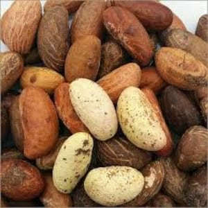 Può includere: Una collezione di noci ovali di colore marrone, beige e bianco. Le noci hanno una superficie ruvida e testurizzata.