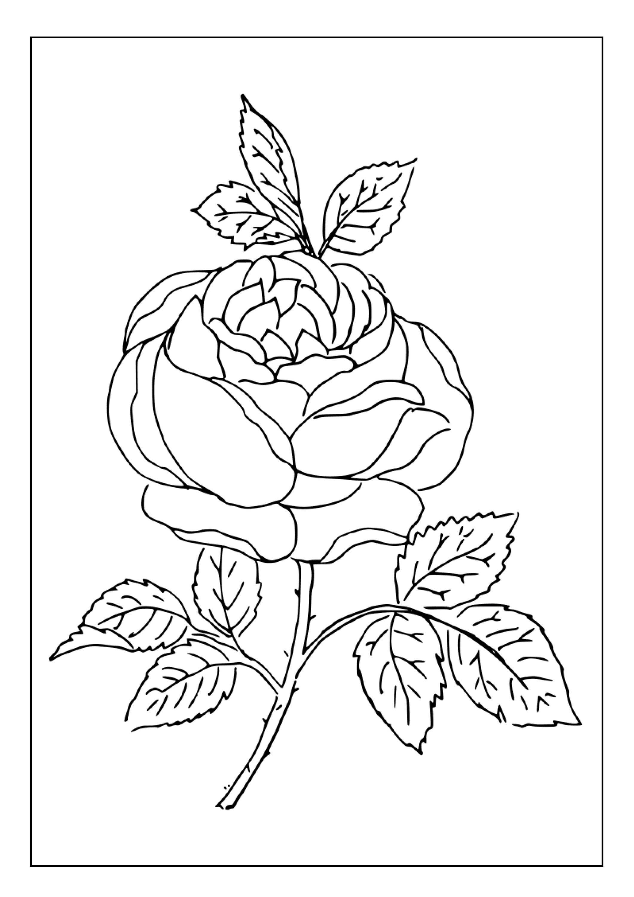 Printable Flowers Coloring Pages for Kids and Adults 70 Pages Instant