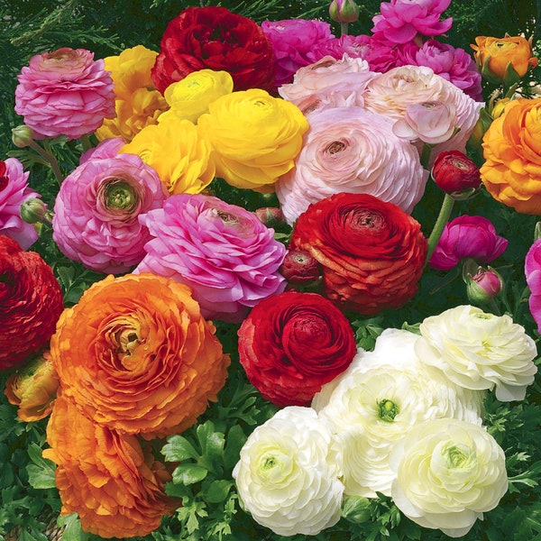 60 Bulbes Renoncule Asiatique Mélange en Sachet Cadeau | 60 Plants Ranunculus asiaticus Mix