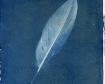 Feather Cyanotype - Digital Print