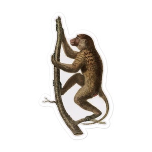 Femelle Babouin Singe Sticker Safari Primate vintage Retro Nursery Jungle et Zoo Décor et Ordinateur portable planificateur journal décoration