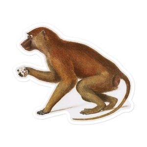 Mâle Baboon Monkey Sticker Safari Primate vintage Retro Nursery Jungle et Zoo Décor et Ordinateur portable planificateur journal décoration