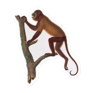 Może przedstawiać: Czerwony wyjec z długim ogonem siedzi na gałęzi drzewa. Małpa patrzy w lewo, a jej pysk jest lekko otwarty.