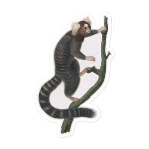 Może przedstawiać: Czarno-biała małpa w paski z białą twarzą i różowym nosem wspina się po zielonej gałęzi. Małpa patrzy w prawo.