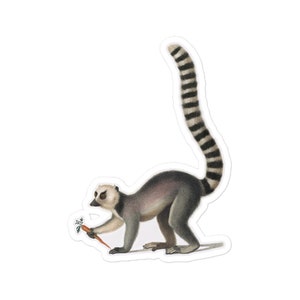 May include: A sticker featuring a detailed illustration of a ring-tailed lemur holding a carrot. The lemur has gray fur, a white face, and a long, striped tail. The carrot is orange with green leaves.