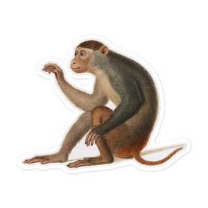 Puede incluir: Una pegatina con una ilustración detallada de un mono sentado. El mono tiene pelaje marrón y gris, una cara marrón claro y una cola larga. La obra de arte es de estilo ilustración botánica vintage.