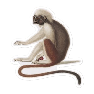May include: A white and brown monkey with a long tail sits on a white background. The monkey has a white face with a brown nose and black eyes. The monkey is holding a small red object in its hand.