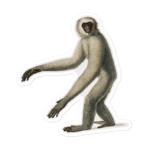 Könnte beinhalten: Ein weißer und grauer Affe mit einem langen Schwanz, der auf seinen Hinterbeinen sitzt und seine Arme ausgestreckt hat. Der Affe hat eine lange, spitze Schnauze und eine kleine, schwarze Nase.