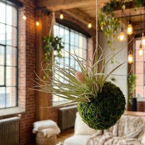 Pode incluir: Um kokedama suspenso, uma bola de musgo japonesa, com uma esfera de musgo verde e uma planta com uma flor rosa. O kokedama é suspenso por uma corda, uma decoração vegetal de interior única.