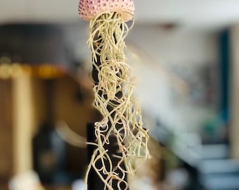 Medusa Tillandsia Lilla 25cm Promo 2+1 Gratis 22