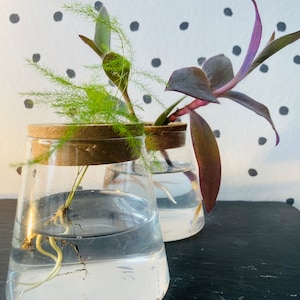 Station de bouturage et propagation, bocal mini terrarium, grow plant, bouture de plante facile et bonne idée cadeau