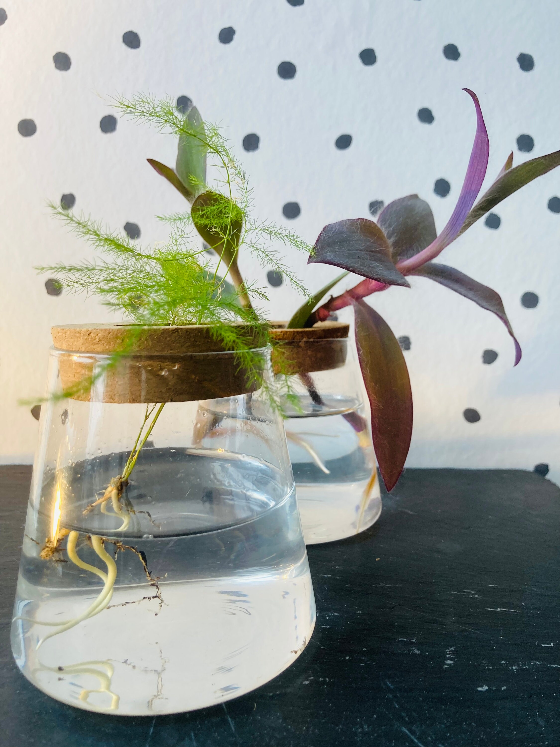 Kit terrarium plante DIY Sohna & Bocal - Les Beauxtanistes