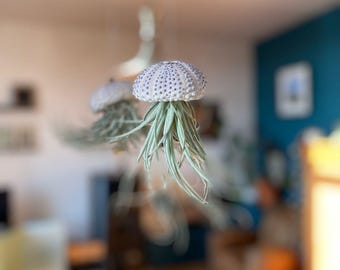 Tillandsia zucchero filato medusa pianta pendente boho idea regalo fatta a mano Tillandsia pendente