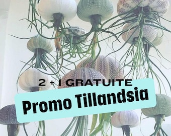 Quallenpflanze Tillandsia Lilla (25 cm) – 2+1 gratis Luftpflanze – Boho-Dekor, Natur, Geschenkidee, schneller Versand, handgefertigt