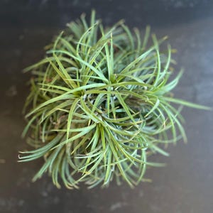 Op de afbeelding: Een bovenaanzicht van een dichte luchtplant met talloze dunne, puntige, saliegroene bladeren die vanuit een centrale kern naar buiten stralen. De plant heeft een ronde, bolvormige vorm met overlappend gebladerte dat een textuur creëert.
