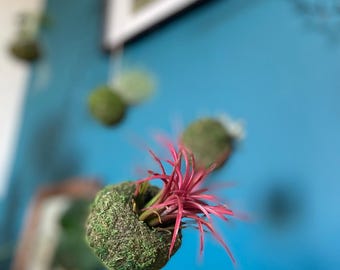 Mossi Air IONANTHA RED Hängedekoration Boho Chic umweltfreundlich KOKEDAMA