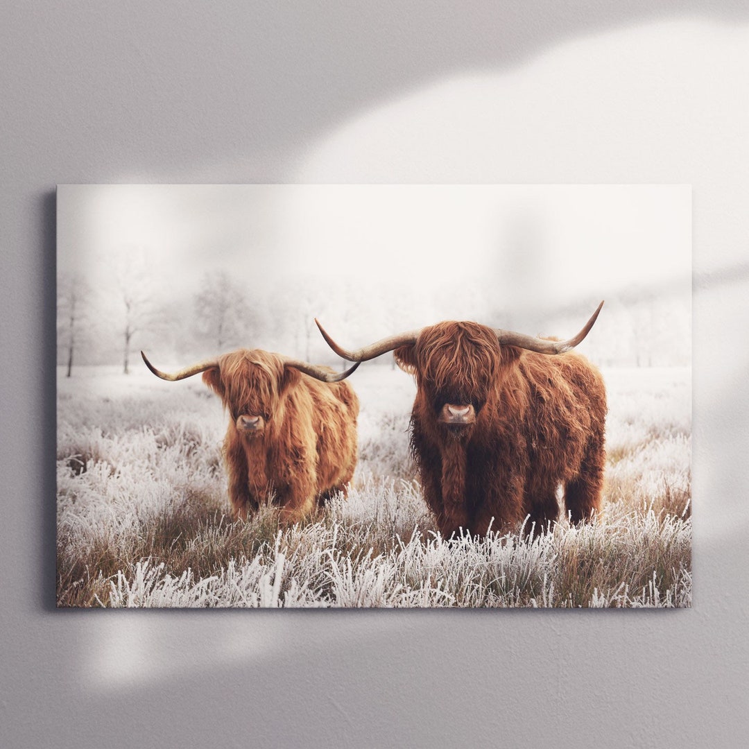 HIGHLAND LONGHORN CATTLE Wall Art Canvas Print Farmhouse Etsy