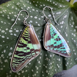 Madagascan Sunset Moth earrings, Chrysiridia rhipheus, real butterfly wings, butterfly jewelry, hypoallergenic, ethically sourced