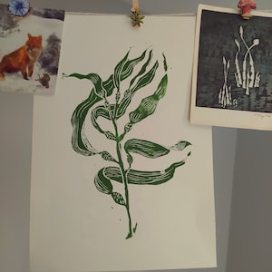 Giant kelp seaweed - Macrocystis pyrifera linoprint