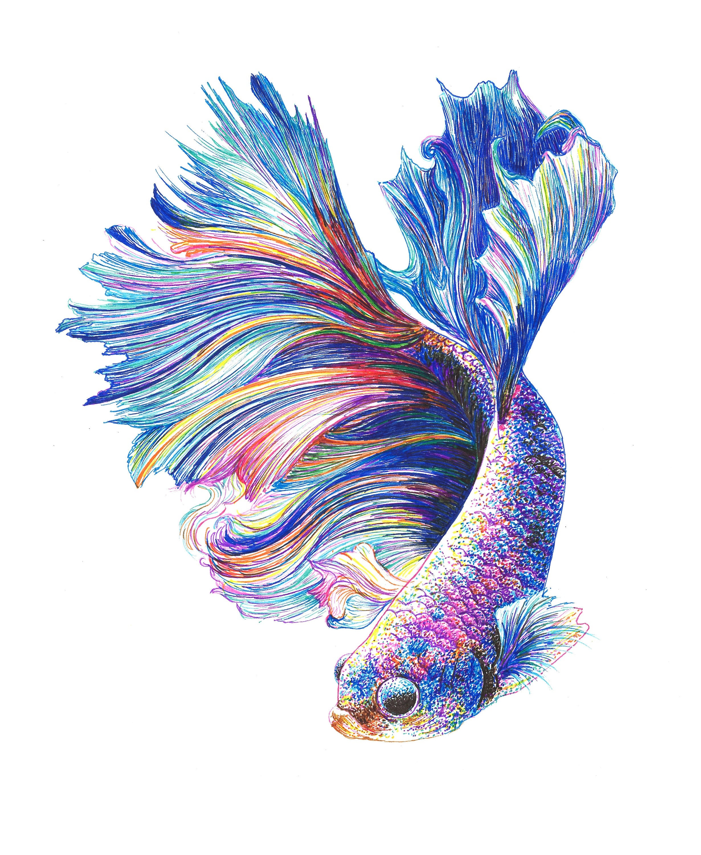 Hand Drawn Vector Sketch Betta Splendens Fantail Goldfish Tattoo Aquarium  Fish Royalty Free SVG Cliparts Vectors And Stock Illustration Image  120430606