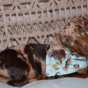 Może przedstawiać: Czarno-brązowy pies rasy dachshund w jasnoniebieskim bandanie z wzorem psów i kości. Pies leży na jasnoniebieskiej poduszce.