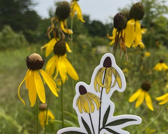 Coneflower Ratibida Pinnata Wildflower Sticker