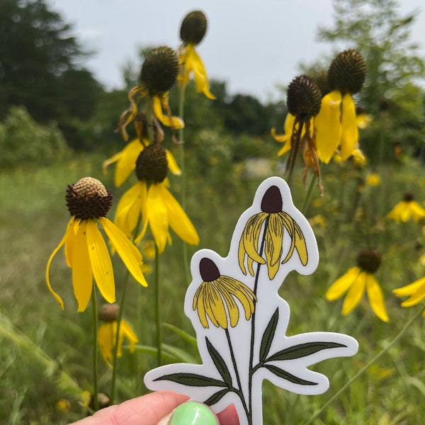 Coneflower Ratibida Pinnata Wildflower Sticker