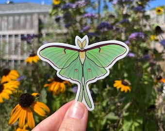 Luna Moth Sticker