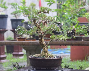 ツゲの盆栽｜ねじれた幹、小さな葉の生きた植物（屋内/屋外）