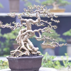 Wrightia Religiosa Bonsai Baumwurzeln - Seltene tropische Shohin-Pflanze (Wurzelnabe)