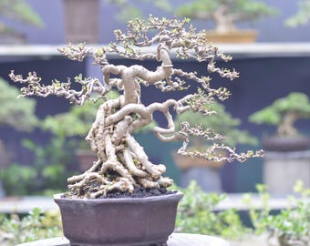 Wrightia Religiosa bonsai blootgestelde wortels – zeldzame tropische plant in Shohin-stijl (met blote wortel)