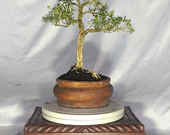 Bonsái de boj – Bonsái de boj de tronco viejo con estructura natural