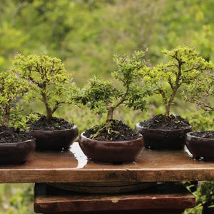 Puede incluir: Cinco bonsáis en macetas de cerámica marrón sobre una superficie de madera. Los árboles tienen follaje verde y pequeñas flores moradas. El fondo es una vista borrosa de follaje verde.