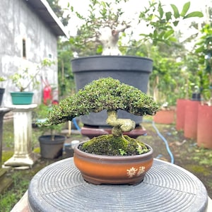 Mini bonsái Serissa Japonica – Rosa de las Nieves en Flor – Estilo Cúpula Compacta – Bonsái Vivo