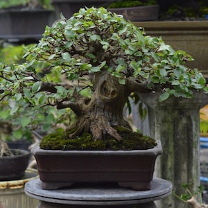 Bonsai di Ficus Racemosa – Bonsai in stile banyan tropicale con tronco antico