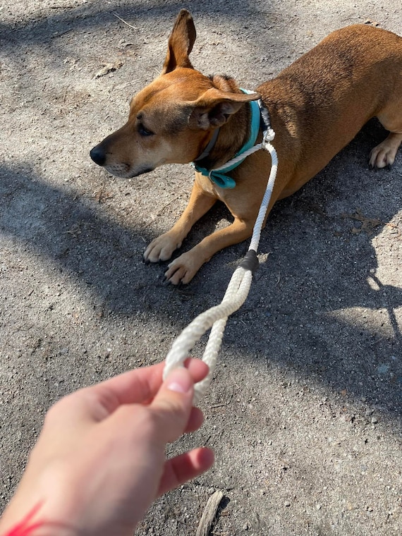 Are Slip Leads Cruel To Use On Dogs