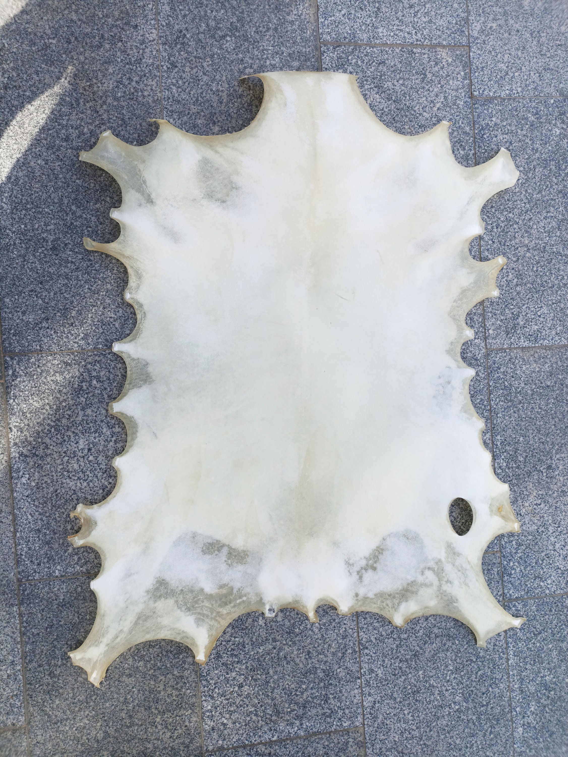 Natural Goatskin Parchment Handmade Vellum Real Parchment Goat & Lamb