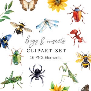 Bugs and Insects Clipart Set - PNG