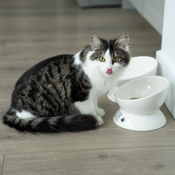 Tilted Elevated Food Or Water Bowls 15 Tilt Ergonomic Cat Bowl For Dogs  Kitty--black