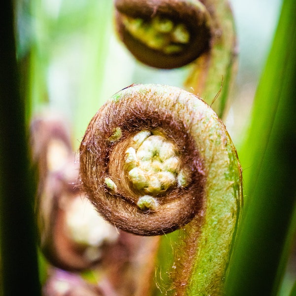 Koru Fern