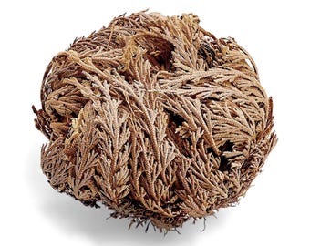Rose of Jericho | Resurrection Flower | Spiritual Plant
