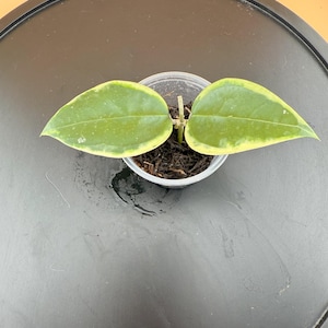 Hoya sp. Panglai Albo – Rooted Cutting with Bright Albo Margins – Rare Variegated Hoya from Curated Collector’s Collection