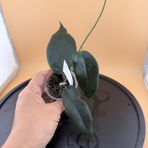 Hoya Kaimuki – Individually Curated, Choose Your Plant